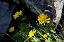 nature alpine 040 * 4368 x 2912 * (5.67MB)